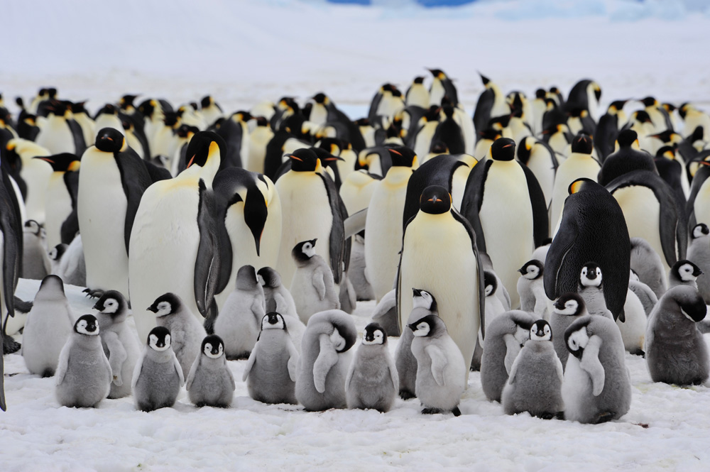 Alot of penguins